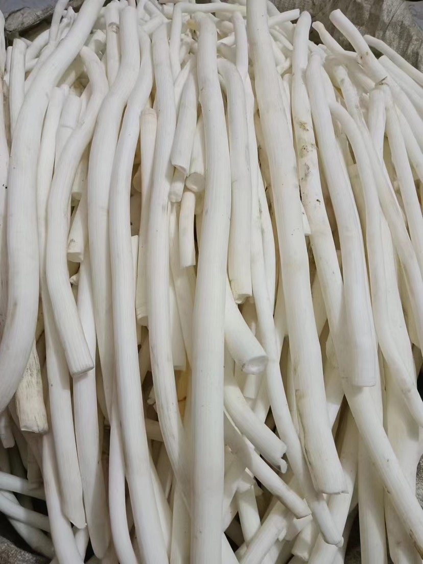 通草大通草苗，现货批发价优，符合药典标准，枝叶茂盛，技术指导