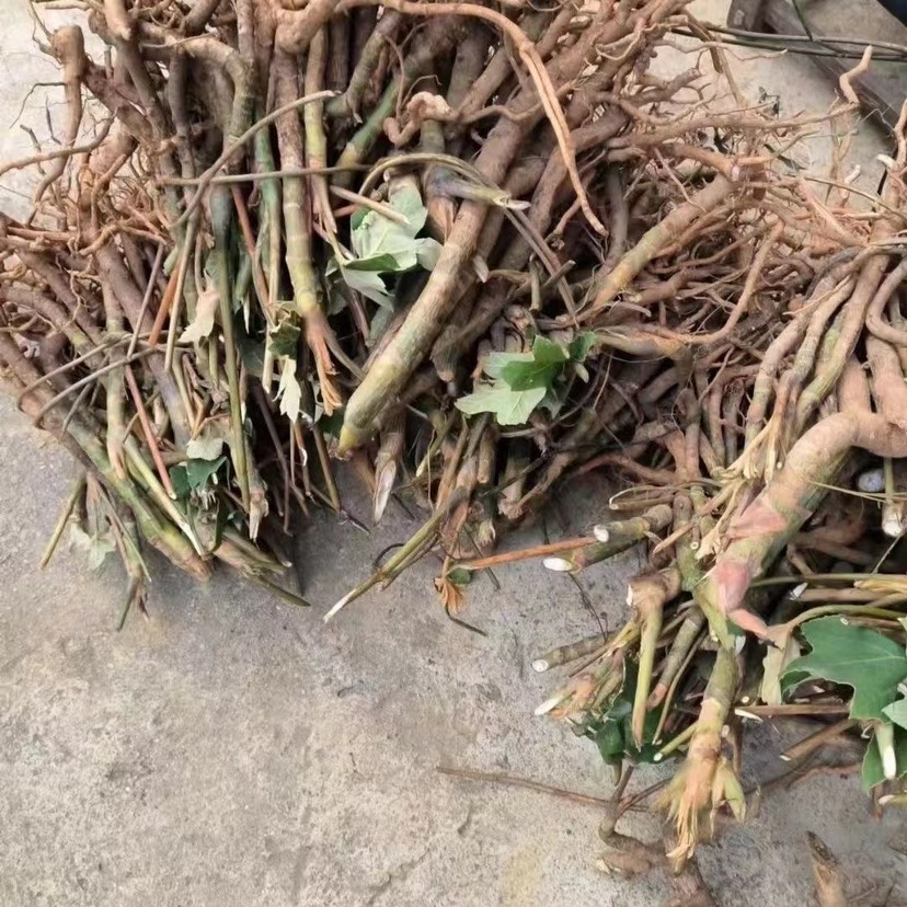 通草大通草苗，现货批发价优，符合药典标准，枝叶茂盛，技术指导