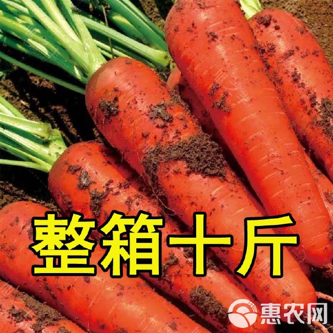 胡萝卜新鲜批发价新鲜蔬菜水果红萝卜现挖农家自种