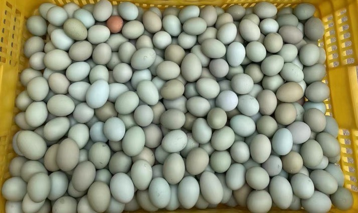 广州乌鸡蛋。绿壳蛋
