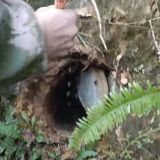 苍梧县蜂蜜糖