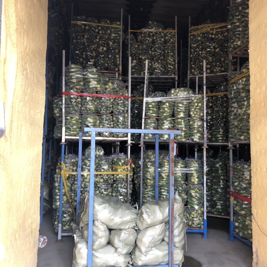 开封冷库水果青萝卜 品质好不多说 有实力的老板联系！