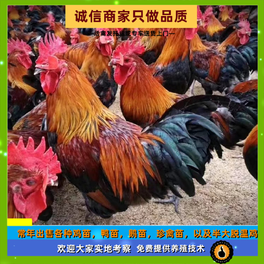 衡阳大种黑瑶鸡苗青脚鸡黑脚成年6-7斤出壳打了疫苗量大优惠