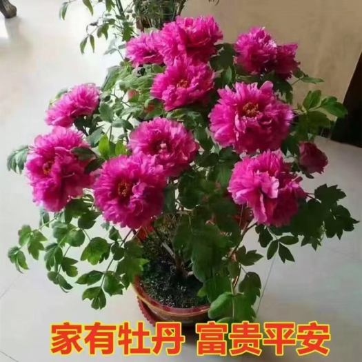 菏泽春宵牡丹