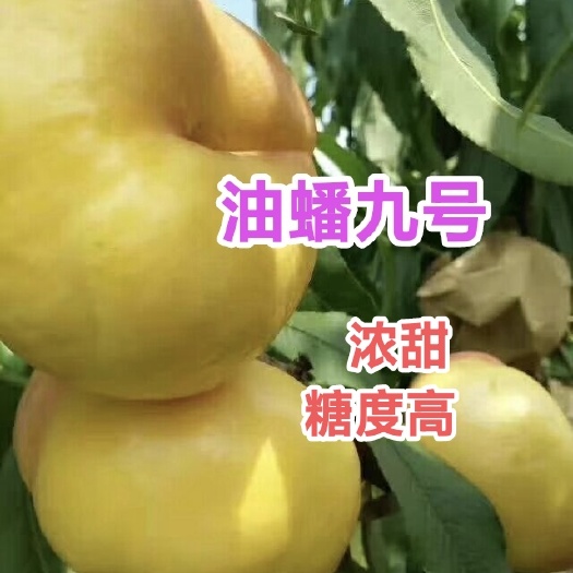 寿光市油蟠九号桃苗，口感浓甜