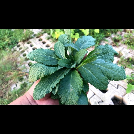 南召县纯  新鲜蛤蟆草 荔枝草 皱皮草整颗