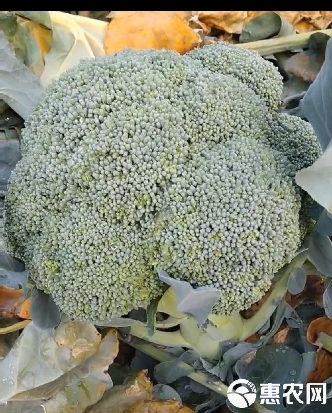 65天耐寒西兰花种子 中早熟西兰花种子 粒细小 大小一致
