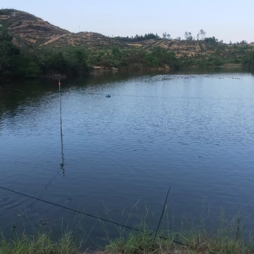 吉安40亩私家水库农场出租，带住房猪圈，交通便利，水泥路直达！