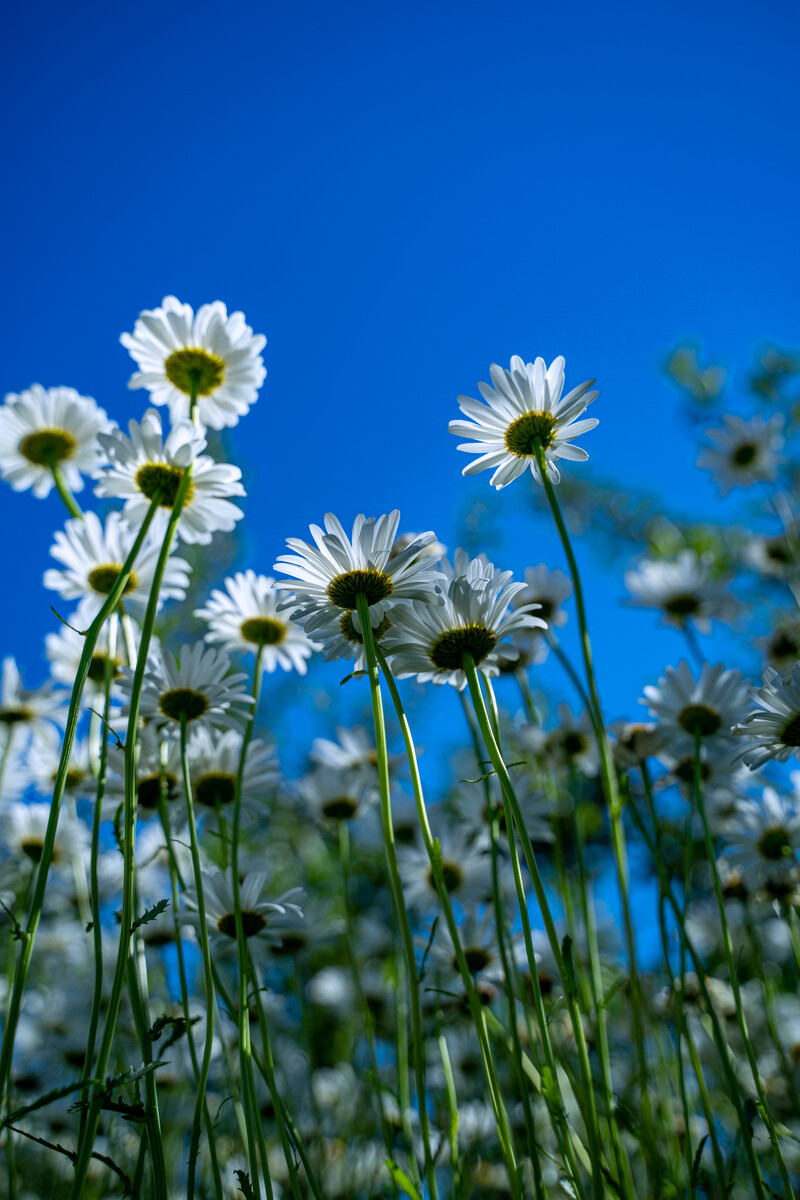 大滨菊种子景观绿化耐寒庭院观花易活多年生宿根花卉花草种子