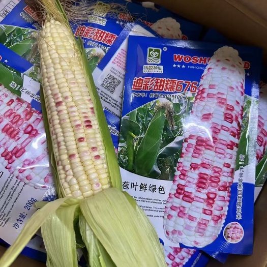 天津鲜食玉米2024年新种子供应，欢迎各大地主来电合作共赢！