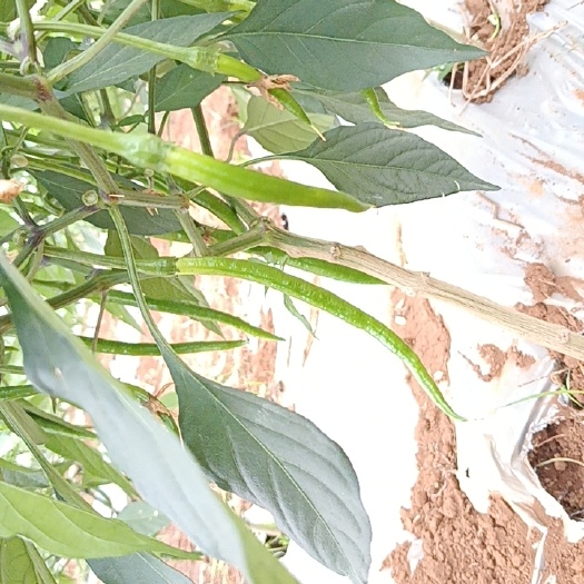 临高县线椒