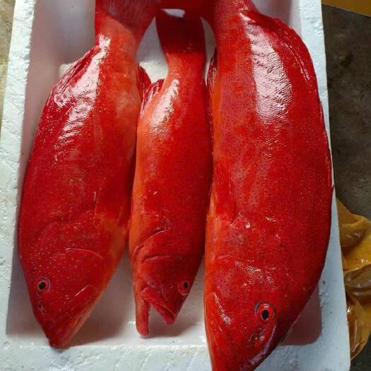 钦州天然石斑鱼