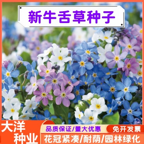 牛舌草种子南非牛舌草种子工程景观花籽花海株形紧凑