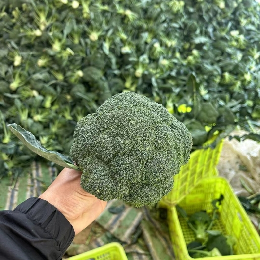 新野县西蓝花大量上市中，基地直供，一手货源 保质保量 支持各种包装