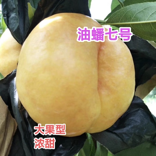 寿光市油蟠七号桃苗，大果浓甜