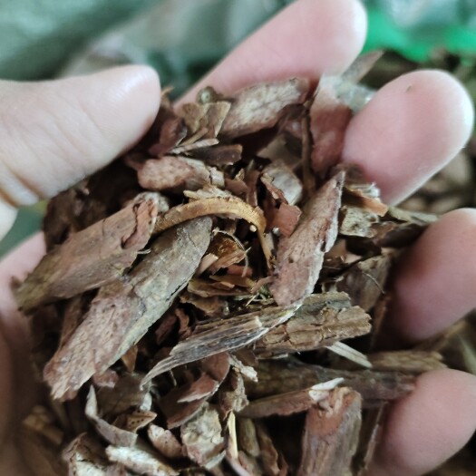 玉林批发山白芷 川白芷