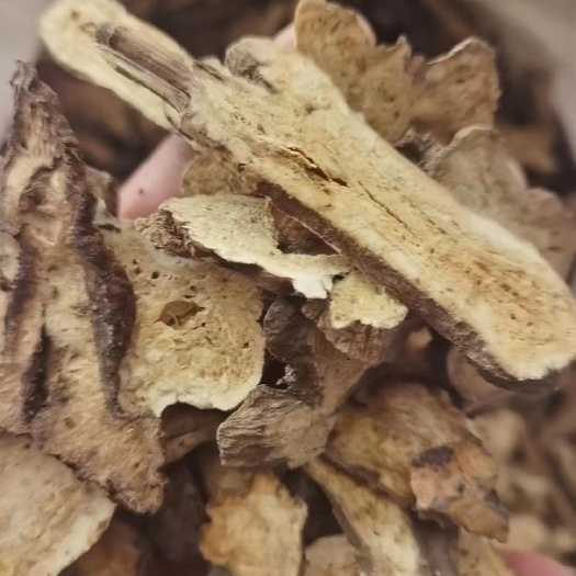 罗定市生白术