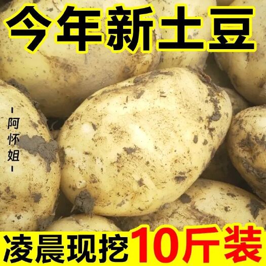 富民县云南黄皮农家土豆新鲜现挖当季大洋芋蔬菜马铃薯批发