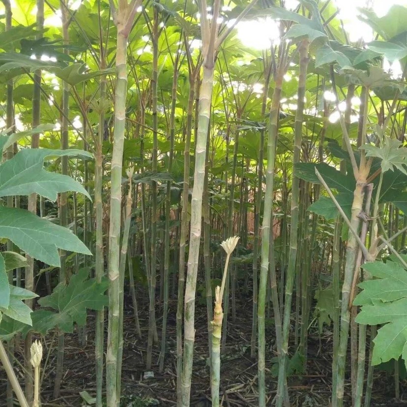 大通草 通花根苗