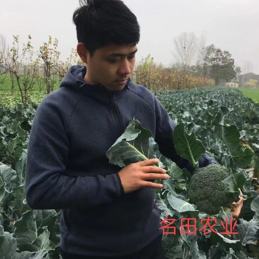 郑州西兰花种子 耐寒西兰花种子耐寒性强，个头大颜色绿米粒小芽率高