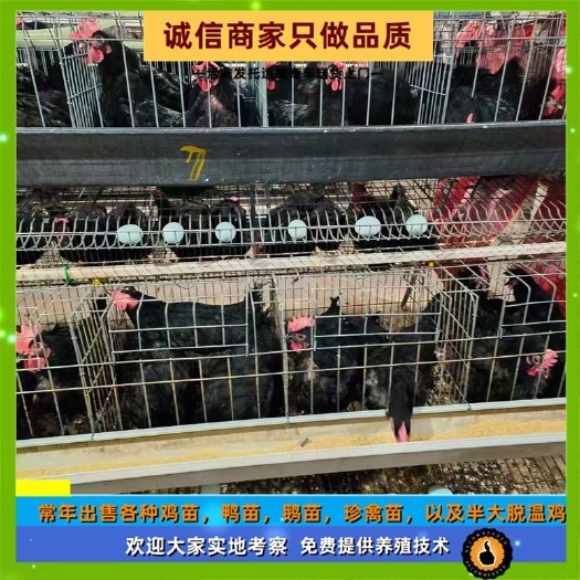衡阳黑羽高/产绿壳蛋鸡苗黑鸡鸡苗土鸡蛋鸡幼苗出壳打疫苗发托运