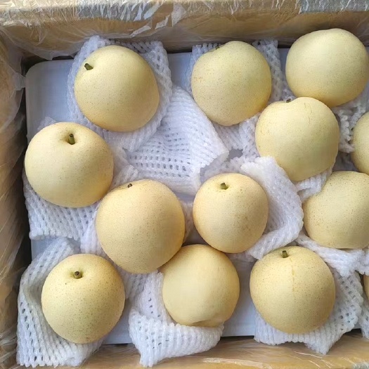 赵县（优选）河北皇冠梨大量现货