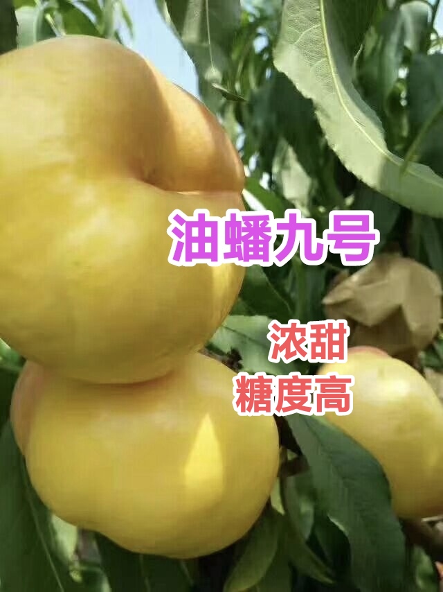 油蟠九号桃苗