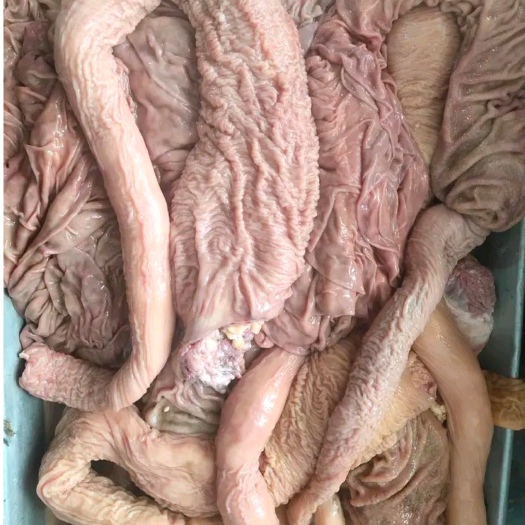 牛丸口 牛水肚 清洗干净 控水五小时速冻 有长期稳定供应能力
