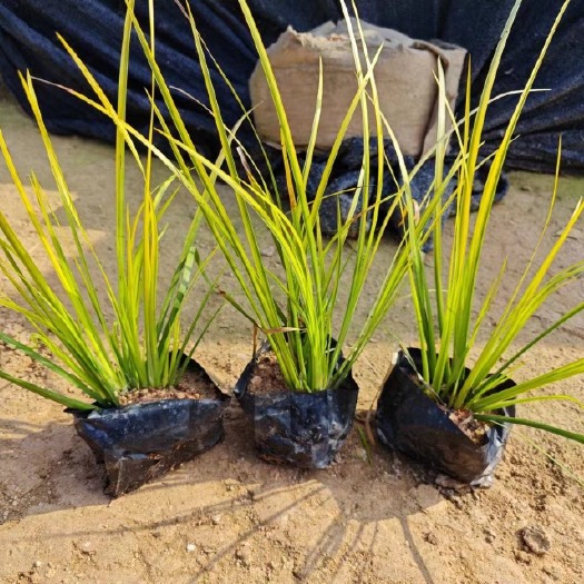 漳浦县金边菖蒲 福建漳州基地直发金边菖蒲