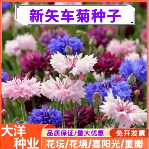 矢车菊种子蓝色矢车菊粉色矢车菊打造花海工程绿化野花组合花卉