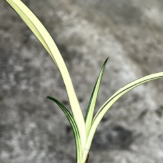 毕节春，大帽黄金中透，龙根苗带蛋蛋资源货。