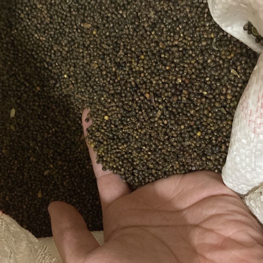全州县药材种子种苗千斤拔种子