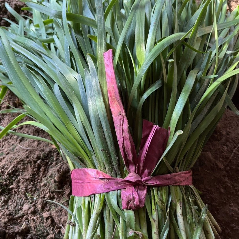 山东聊城冬季暖棚新鲜头茬韭菜质量非常高