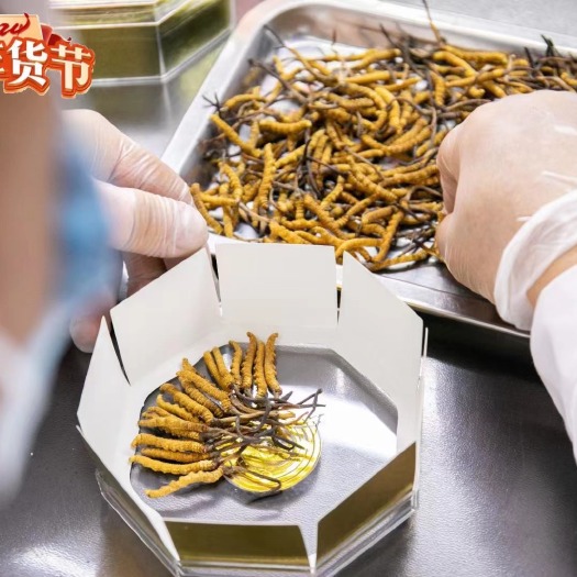 拉萨【西藏产地直发】那曲精品虫草，一手货源，量大价优，欢迎咨询