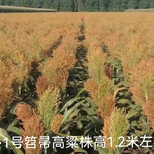 高粱种子红帚1号笤帚种子小矮人
高粱种子包装 稳产增收