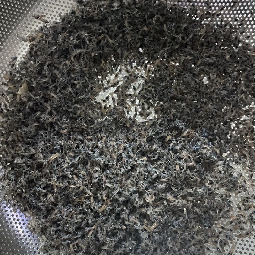 广州蓝龙虾苗