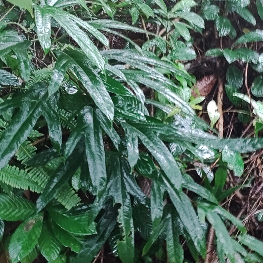 万宁市五指毛桃