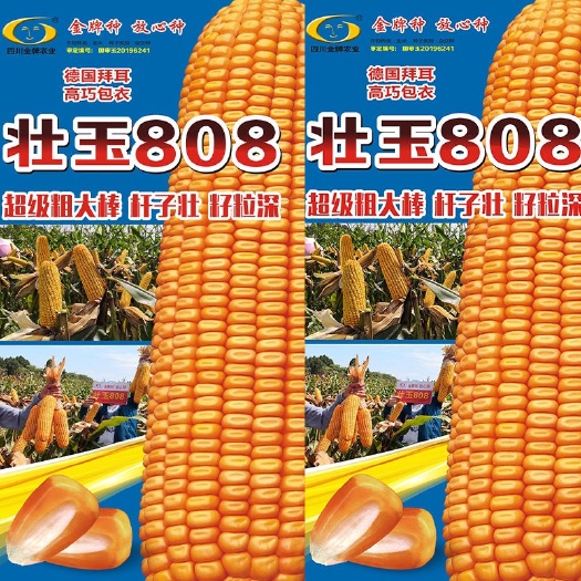 凯里市壮玉808大棒杂交玉米种子云南正大808玉米种子包谷