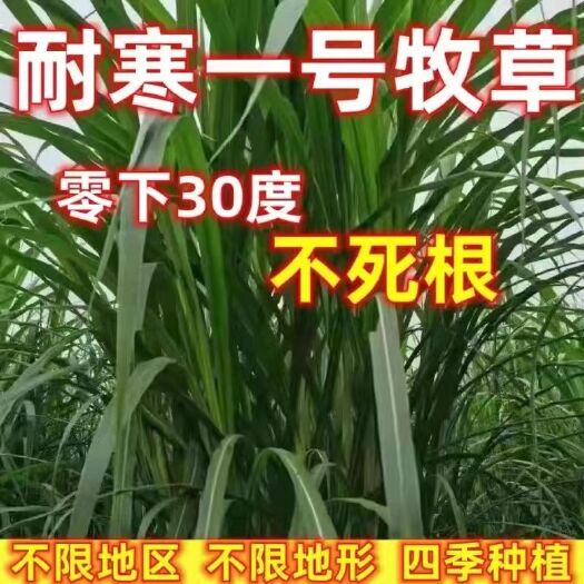 耐寒一号牧草，0.11一牙，纸箱保湿发货