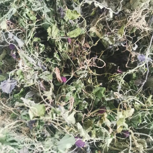 紫云县现采铜锤玉带草自然晒干铜锤玉带草