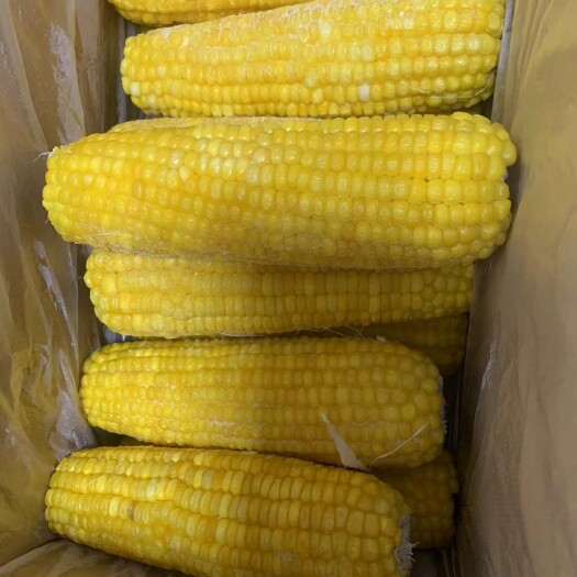 克山县鲜食玉米粒、糯玉米棒