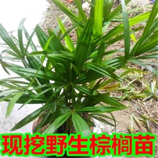 当阳市大量出售棕树苗