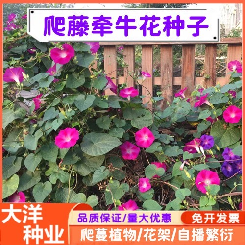 沭阳县牵牛花种子爬藤牵牛花种子爬蔓牵牛花庭院攀爬植物喇叭花种子