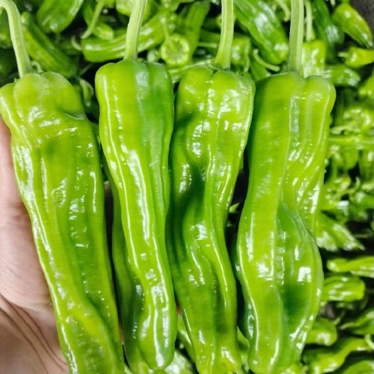 临高县精品辣椒大量上市，价格实惠。
