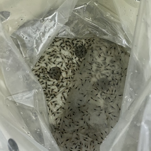 琼海市蓝龙虾苗