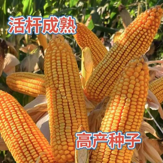 沈阳良玉119抗虫升级版抗锈病不秃尖密植抗倒伏产量高黄金粮