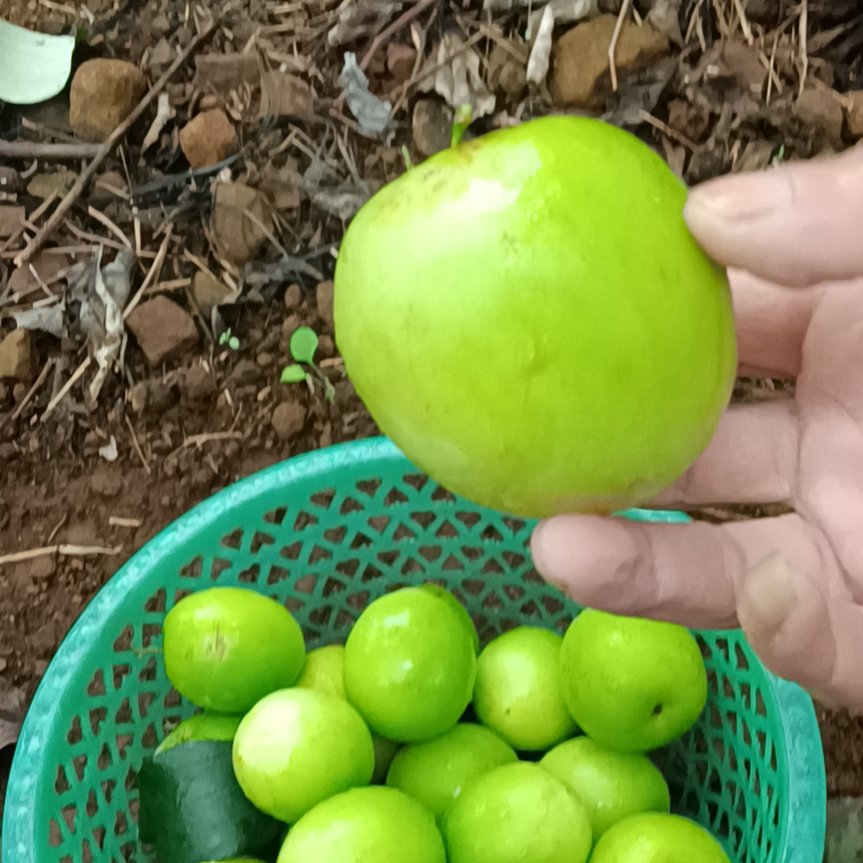 雷州青枣，产地直供，全国发货