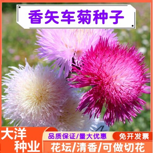 沭阳县香矢车菊种子菊花种子四季易种植室外景观绿化冬季易活盆栽花卉