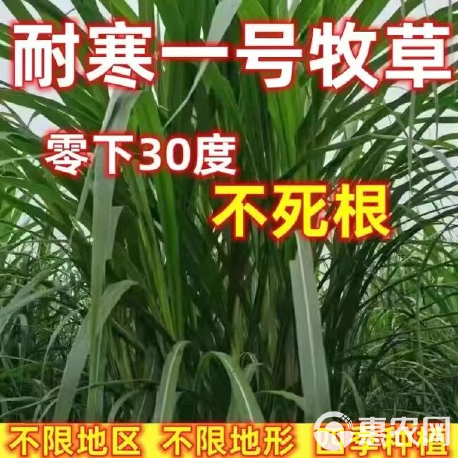 耐寒一号牧草，0.11一牙，纸箱保湿发货