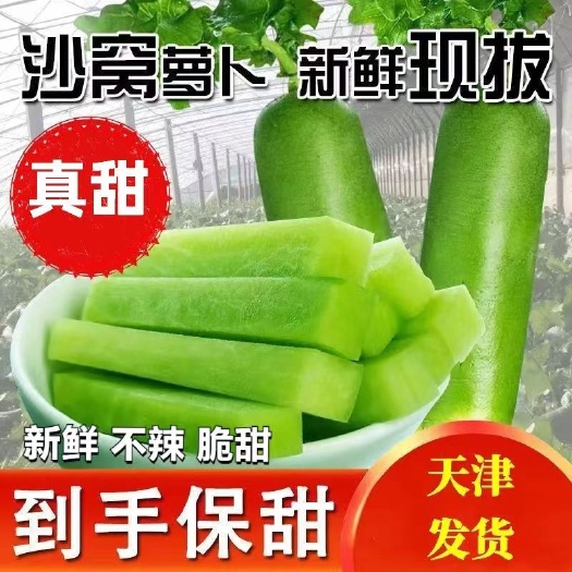 天津天津水果蘿卜種植基地